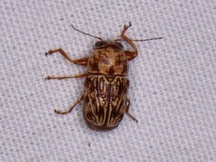 Pachybrachis turbidus