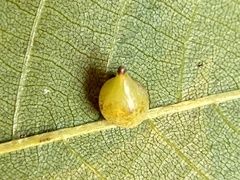 Caryomyia caryaecola