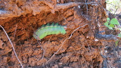 Saturniidae