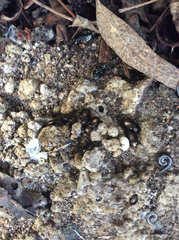 Adelium abbreviatum