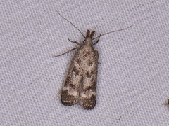 Dichomeris inversella