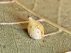 Caryomyia caryaecola