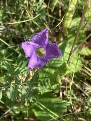 Gentianopsis crinita