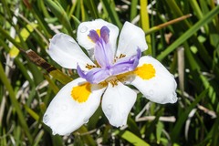 Dietes