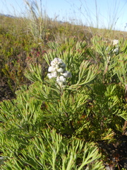 Paranomus abrotanifolius