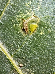 Caryomyia caryaecola