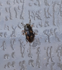 Glischrochilus quadrisignatus