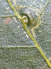 Caryomyia caryaecola