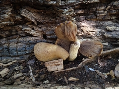 Armillaria sinapina