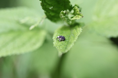 Cionus scrophulariae