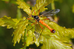 Tanyptera atrata