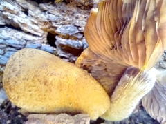 Armillaria sinapina