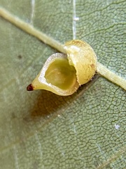 Caryomyia caryaecola