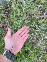 Digitaria ciliaris