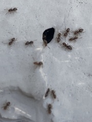 Brachymyrmex obscurior