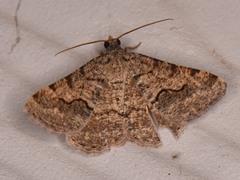 Frederickia s-signata