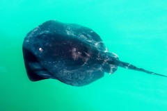 Bathytoshia brevicaudata