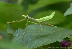 Stagmomantis floridensis
