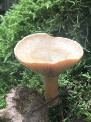 Lactarius thyinos