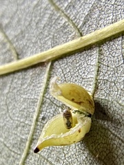 Caryomyia caryaecola