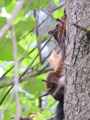 Sciurus vulgaris