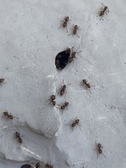 Brachymyrmex obscurior