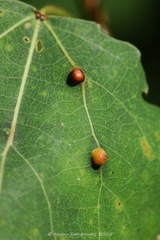Harmandiola tremulae