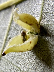 Caryomyia caryaecola