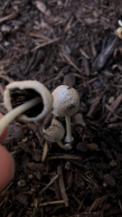 Coprinellus flocculosus
