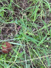 Digitaria ciliaris