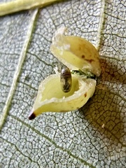 Caryomyia caryaecola