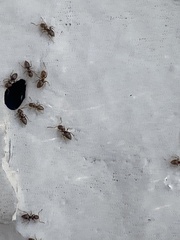 Brachymyrmex obscurior