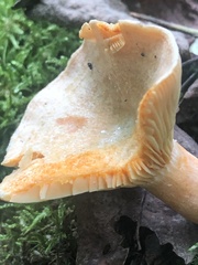 Lactarius thyinos