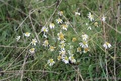 Matricaria chamomilla
