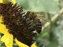 Apis mellifera
