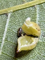 Caryomyia caryaecola