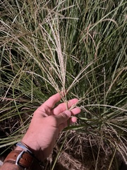 Chloris verticillata