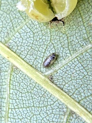 Caryomyia caryaecola