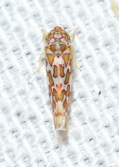 Tautoneura polymitusa