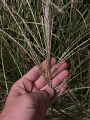 Chloris verticillata
