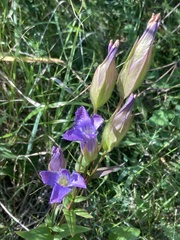 Gentianopsis crinita