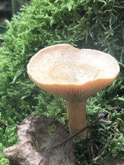 Lactarius thyinos