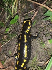 Salamandra salamandra