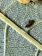 Caryomyia caryaecola