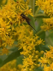 Pimpla pedalis
