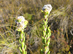 Phylica selaginoides