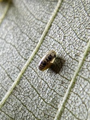 Caryomyia caryaecola