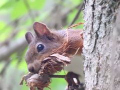Sciurus vulgaris
