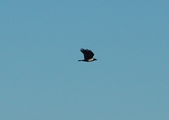Corvus albus