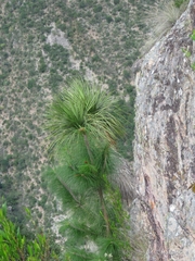 Pinus
